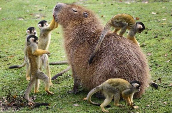 Why do all animals love capybaras? 