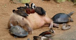 Love capybaras 