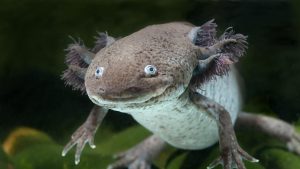 Axolotls regenerate 