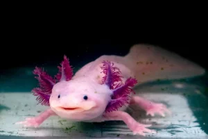 Axolotls regenerate 