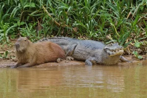 Love capybaras 