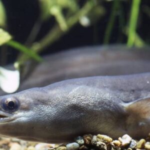 eels come from