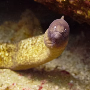 eels come from