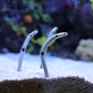 eels come from