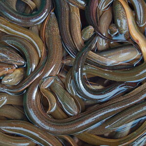 eels come from
