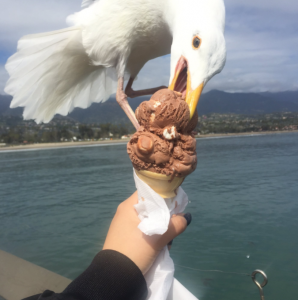 Seagulls feel