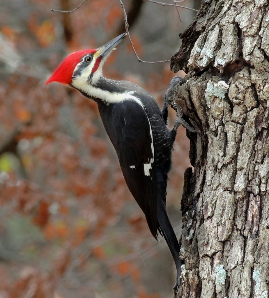 Do woodpeckers eat wood?