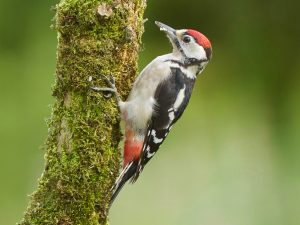 Woodpeckers eat 