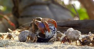 Hermit crabs queue