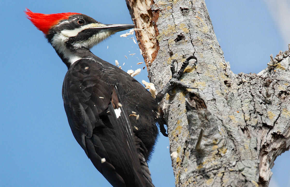 Do woodpeckers eat wood?