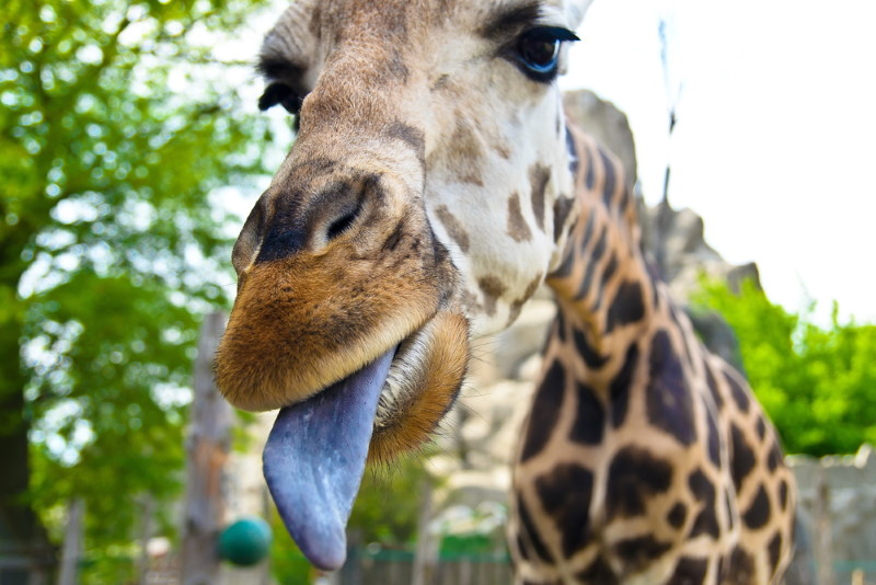Giraffe tongues
