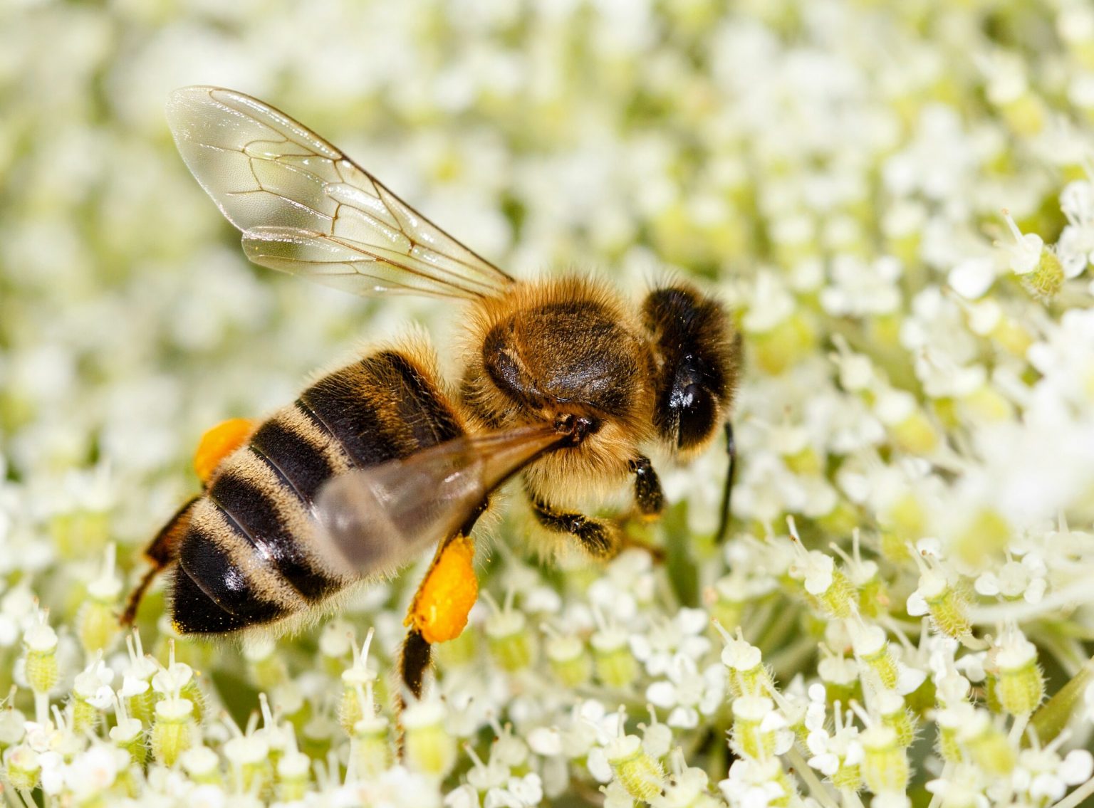 Can a bee survive a sting?