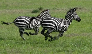 Zebras black and white 