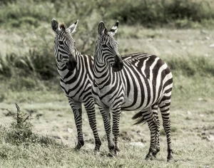 Zebras black and white 