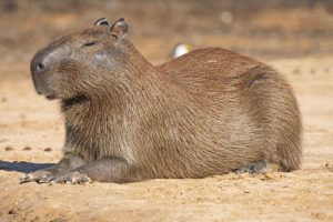 Capybaras cry