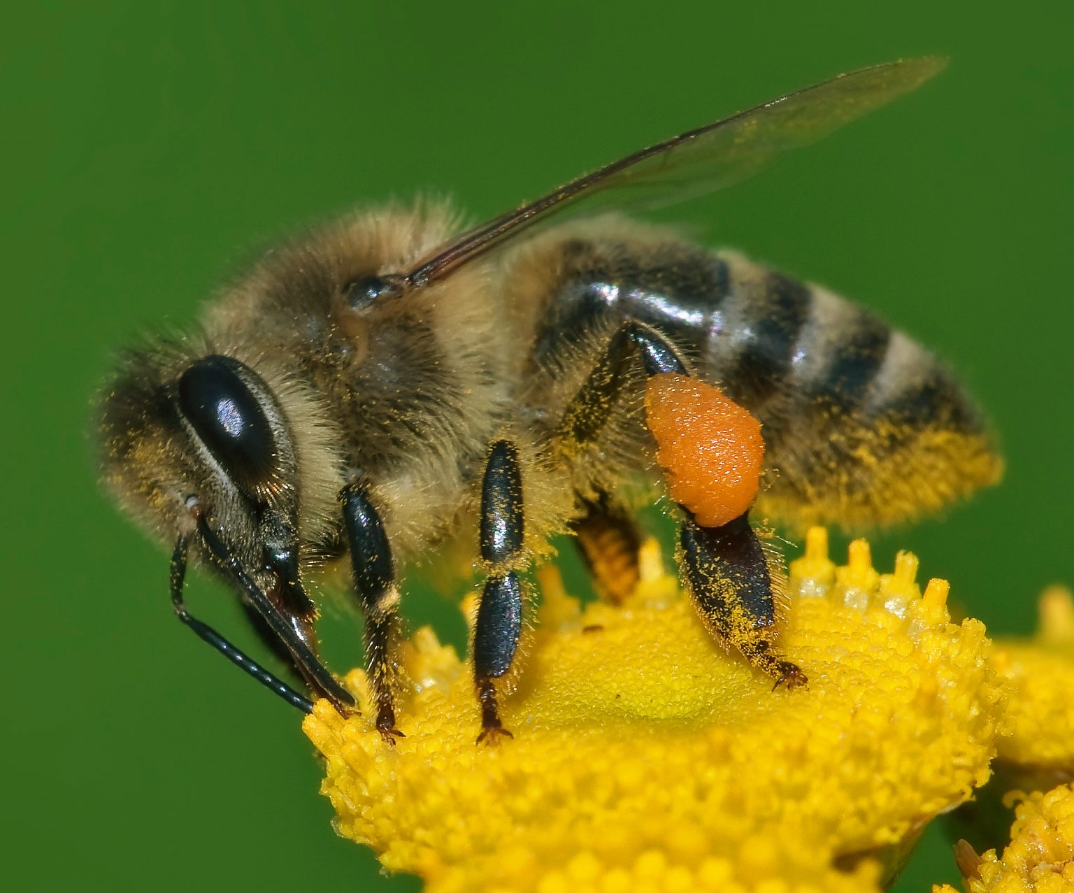 Can a bee survive a sting?