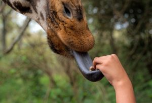 giraffes tongues blue