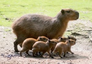 Capybaras cry