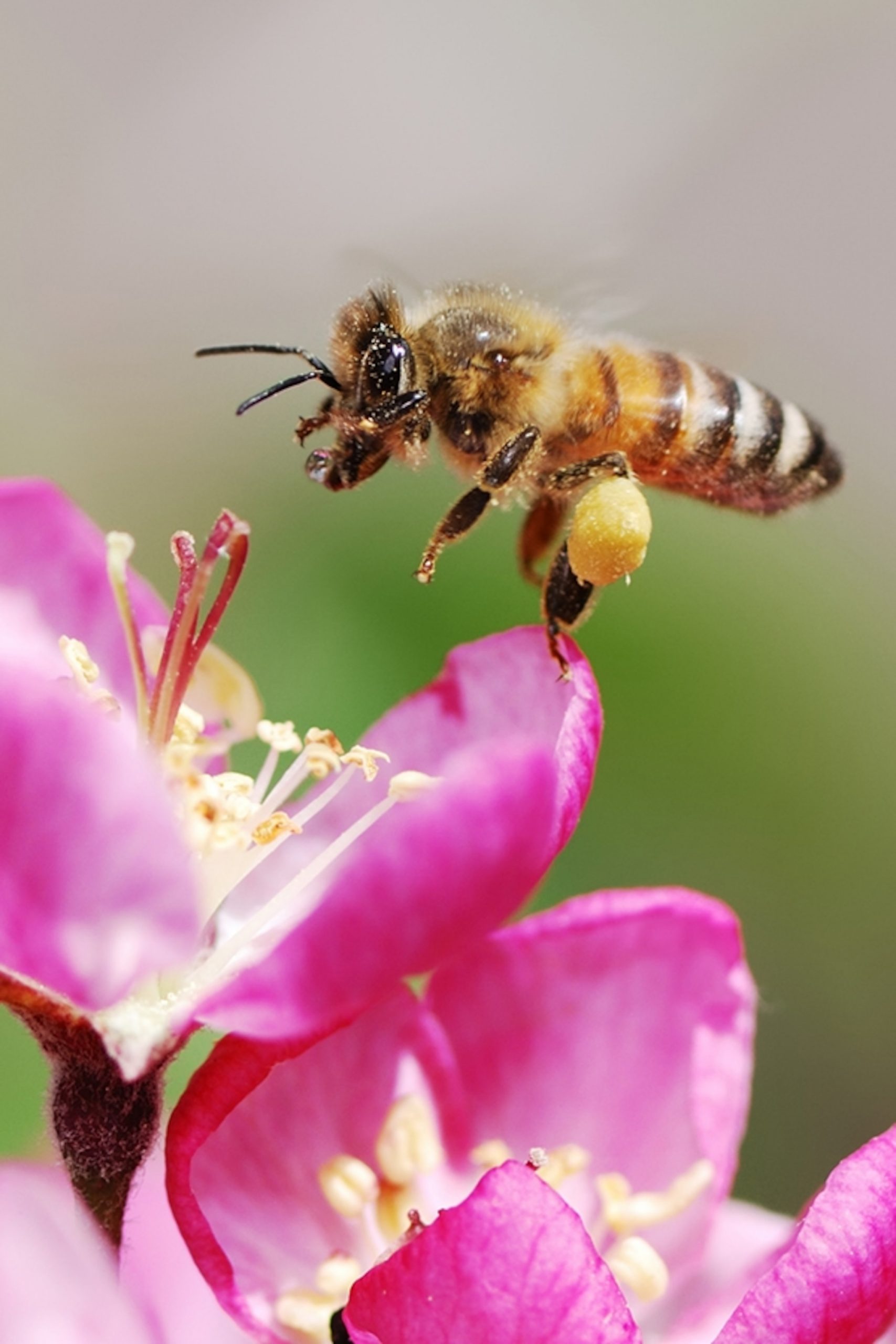 Can a bee survive a sting?