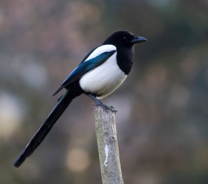 Magpies migrate 