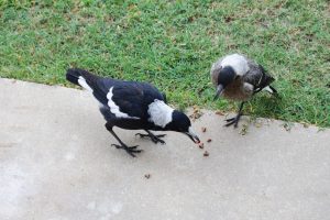 Magpies migrate 