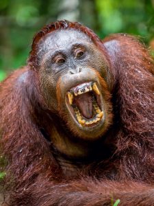 Orangutans do kung fu 