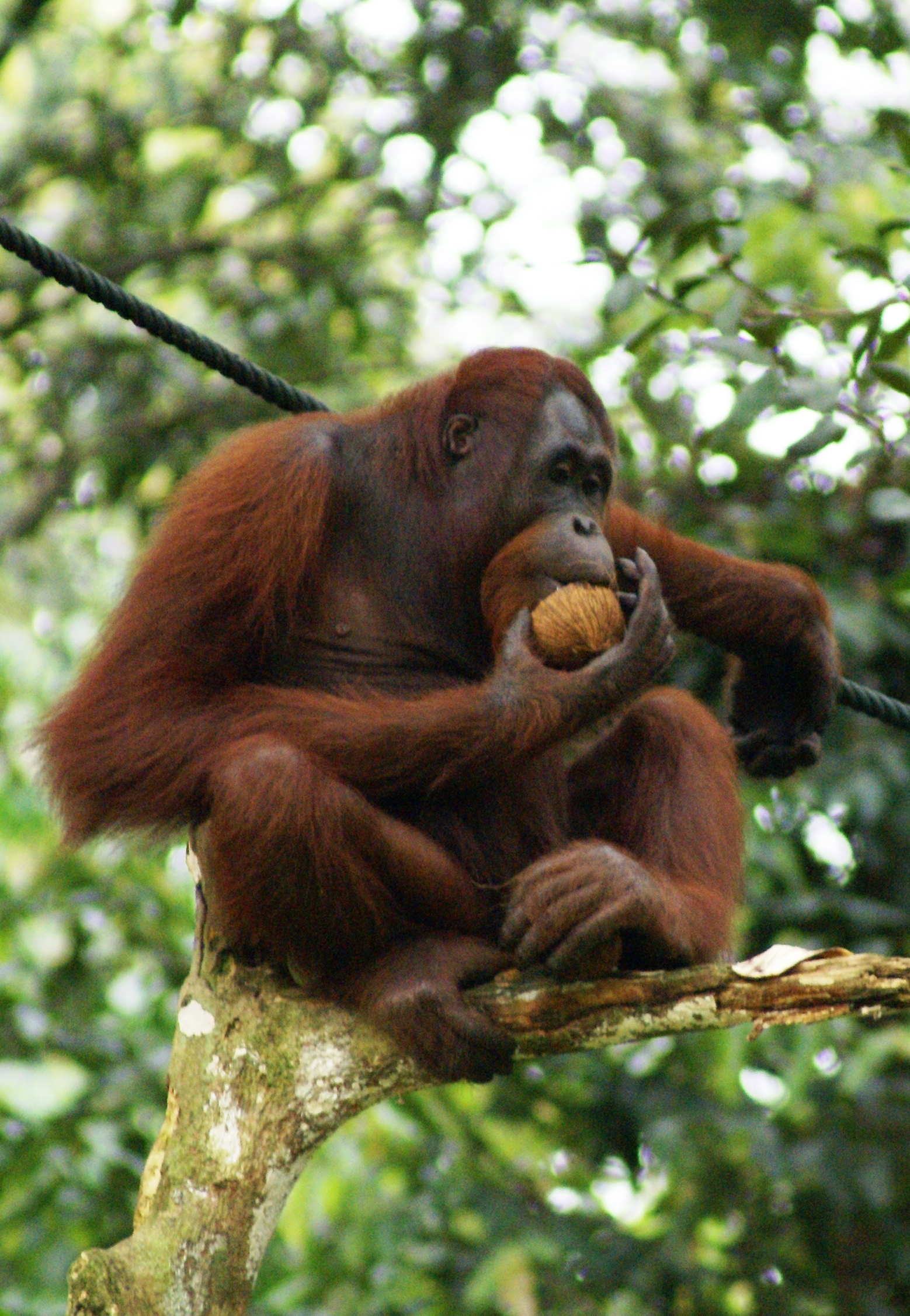 Orangutans do kung fu
