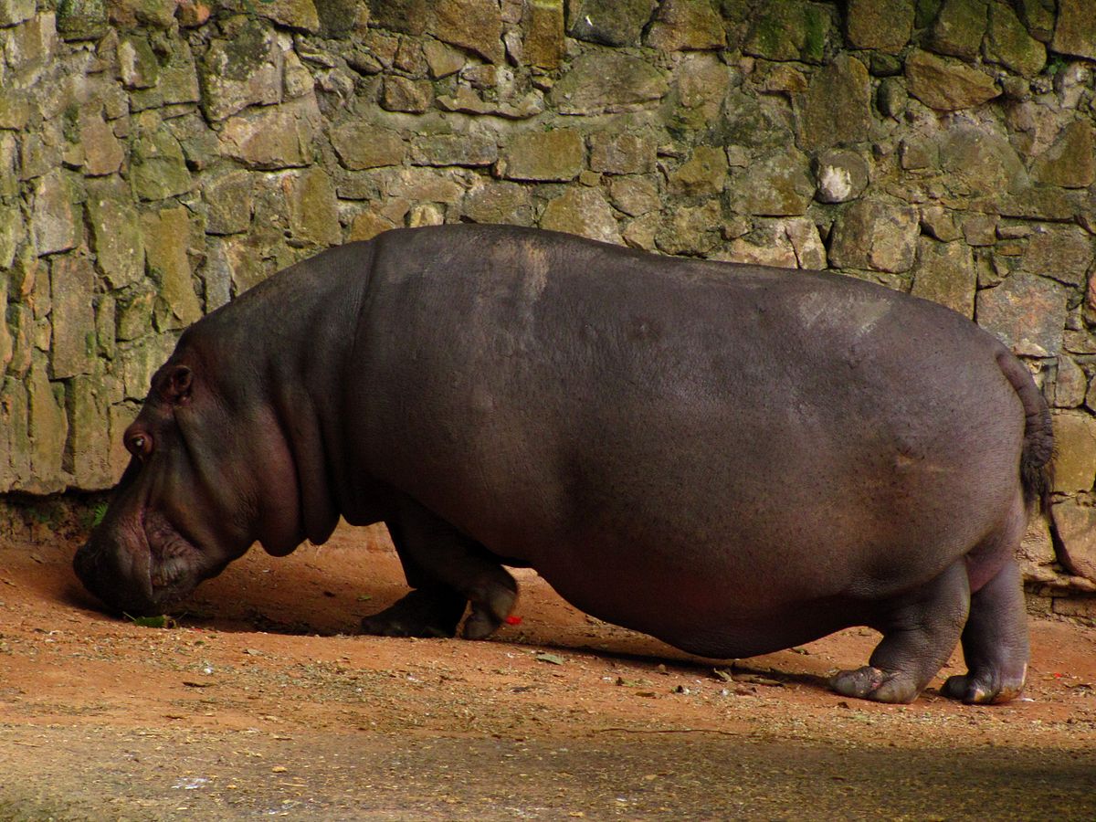 Colombian hippos