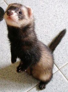 Ferrets see