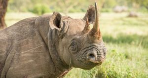 Cut rhino horns 