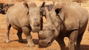Cut rhinos horns 