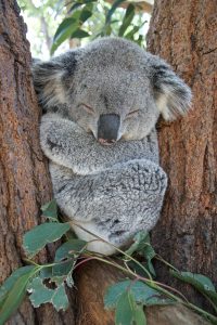 Koalas stupid