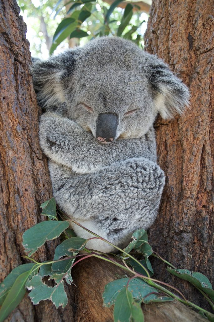 Are koalas stupid?