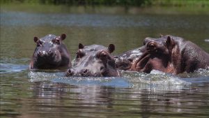 Colombian hippos