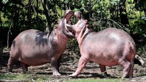 Colombian hippos 