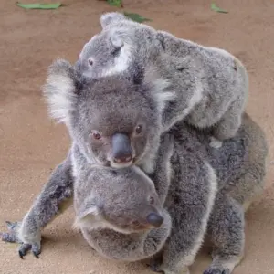 koala stupid
