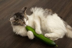 Can cats shop have cucumbers