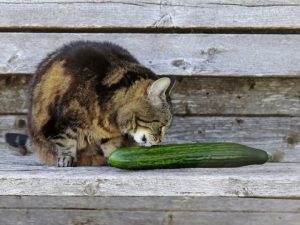 Cat eating cucumber best sale