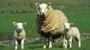 Sheep breeds 