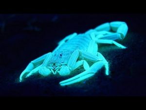 Scorpions glow 