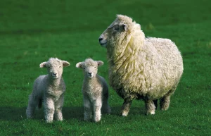 Sheep breeds 