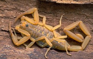 Scorpions glow 