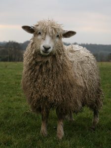 Sheep breeds 