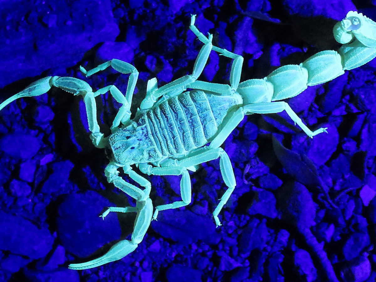 Scorpions glow