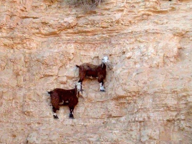 goats climb