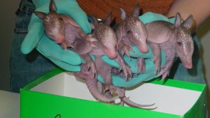 armadillo quadruplets 