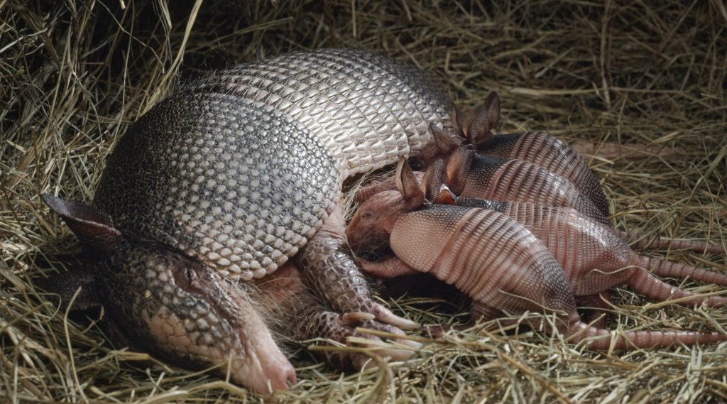 are-there-armadillo-quadruplets