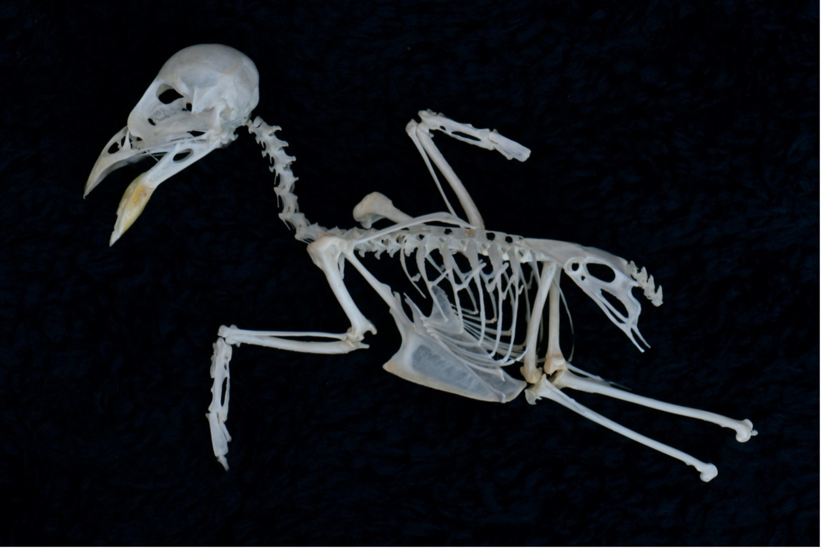 bird bones
