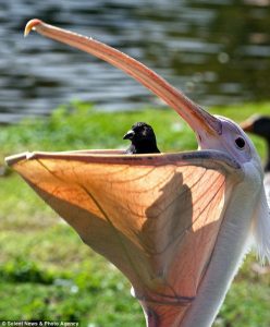 pelican mouths