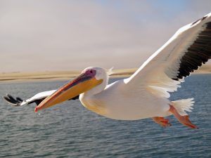 pelican mouths